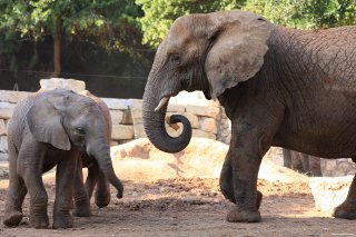 Elephants at the zoo.