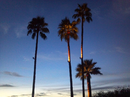 Palm trees in Phoenix