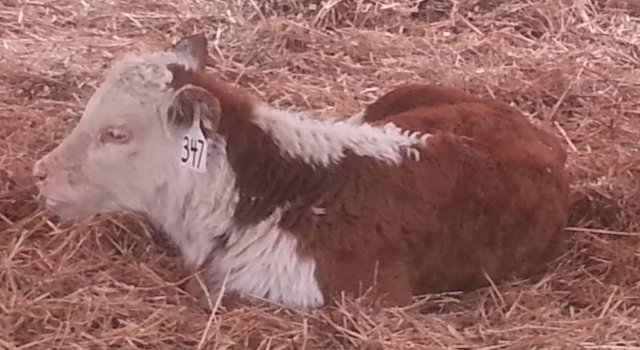 A calf in the Brickyard at NCSU
