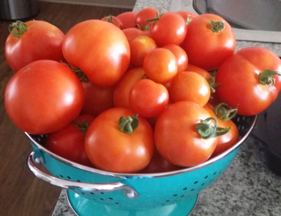 Oregon Tomatoes