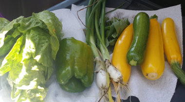 Squash, lettuce, onions and a pepper. Lorena's garden Wilsonville 2015