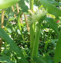 Young corn from Lorena's garden 2015 Wilsonville