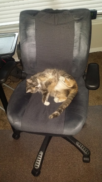 Kiwi monopolizes the office chair
