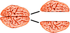 A split brains do not lead to split consciousnesses