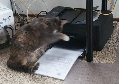 Kiwi does battle with the printer